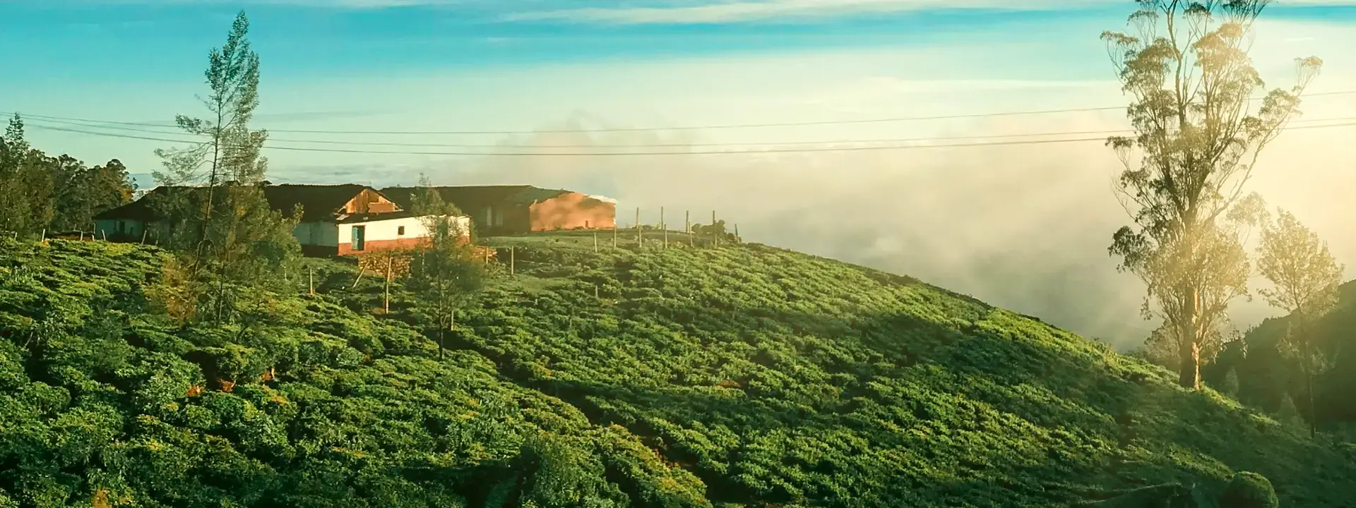 The Nilgiris & Royal Trail — Hills & Heritage Journey
