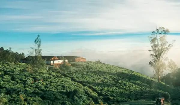 The Nilgiris & Royal Trail — Hills & Heritage Journey