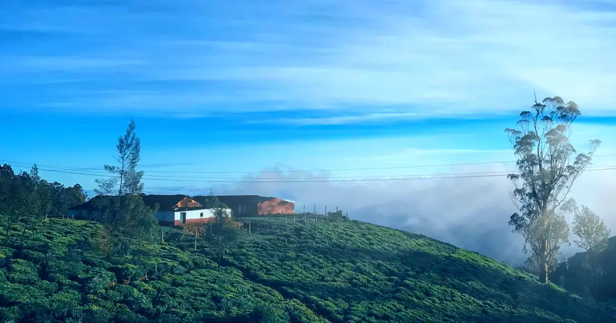 The Nilgiris & Royal Trail — Hills & Heritage Journey
