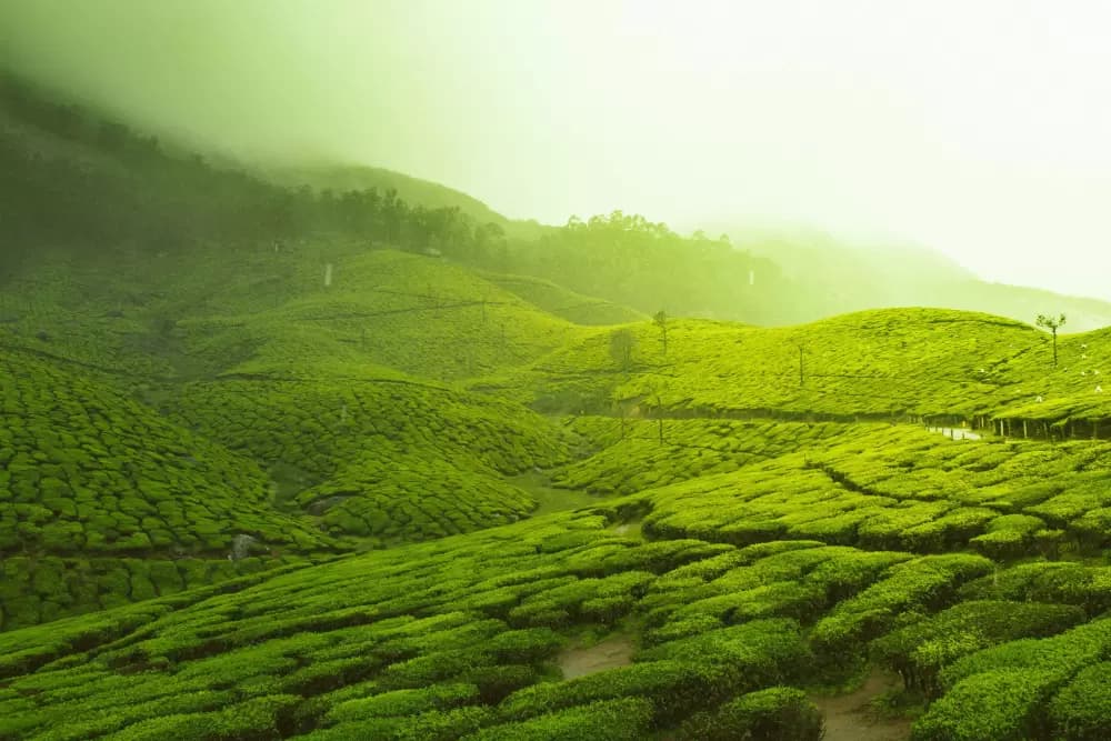 Munnar – Tea Gardens and Mountain Views