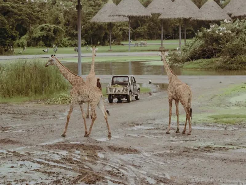 Safari World & Marine Park Adventure