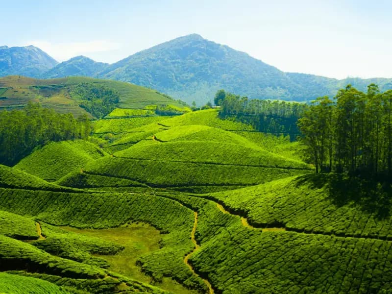 Munnar Sightseeing