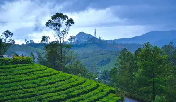 Classic Kerala Escape - From Misty Hills to Serene Backwaters